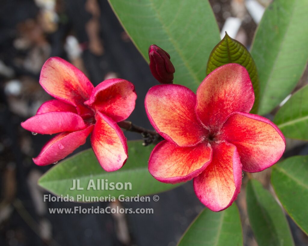 JL Allison plumeria photo