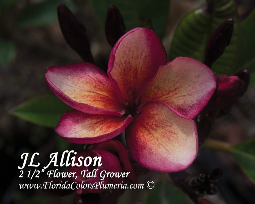 JL Allison plumeria photo