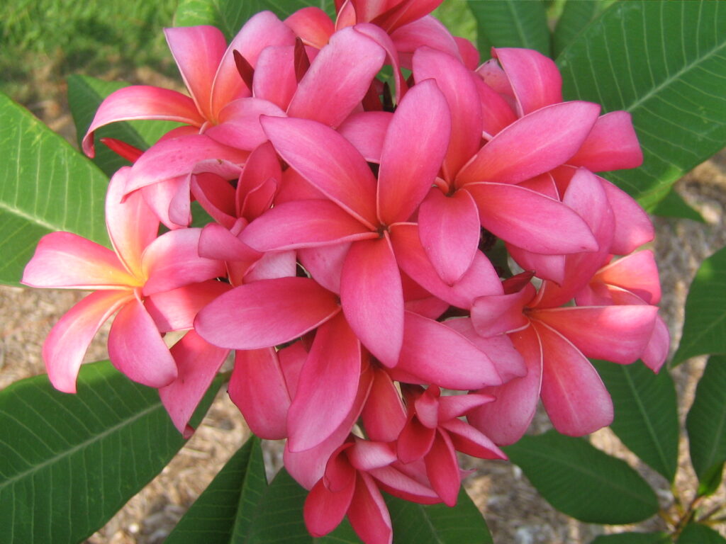 Allura plumeria photo