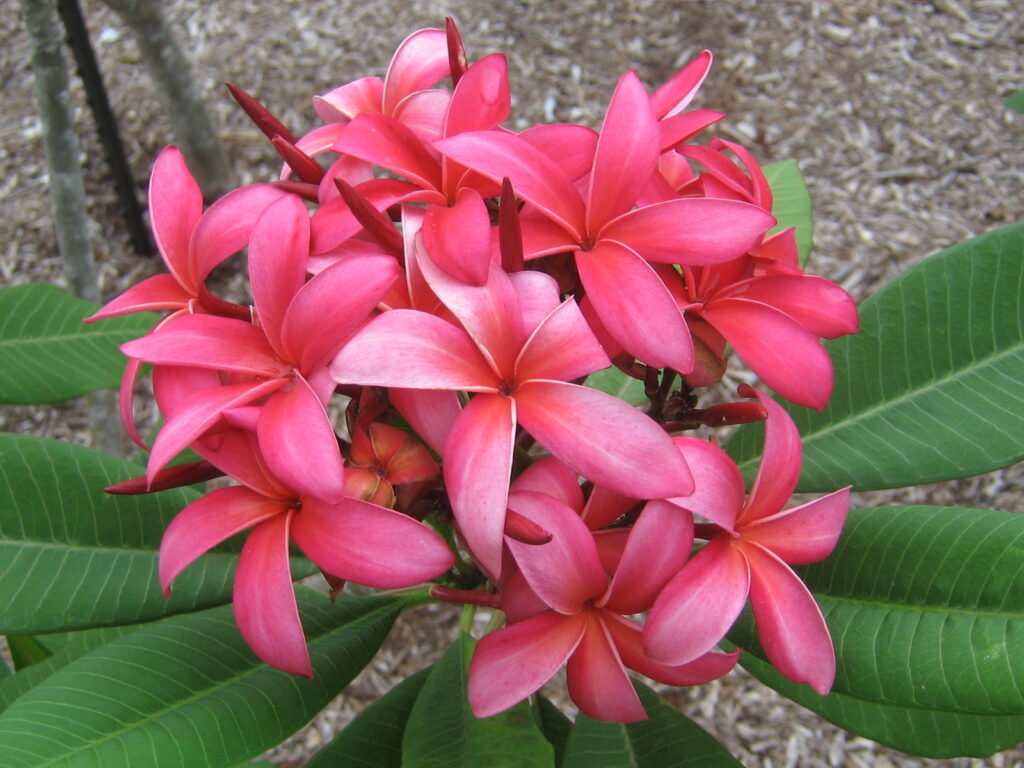 Allura plumeria photo