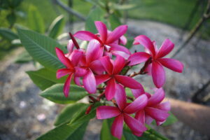 Allura plumeria photo