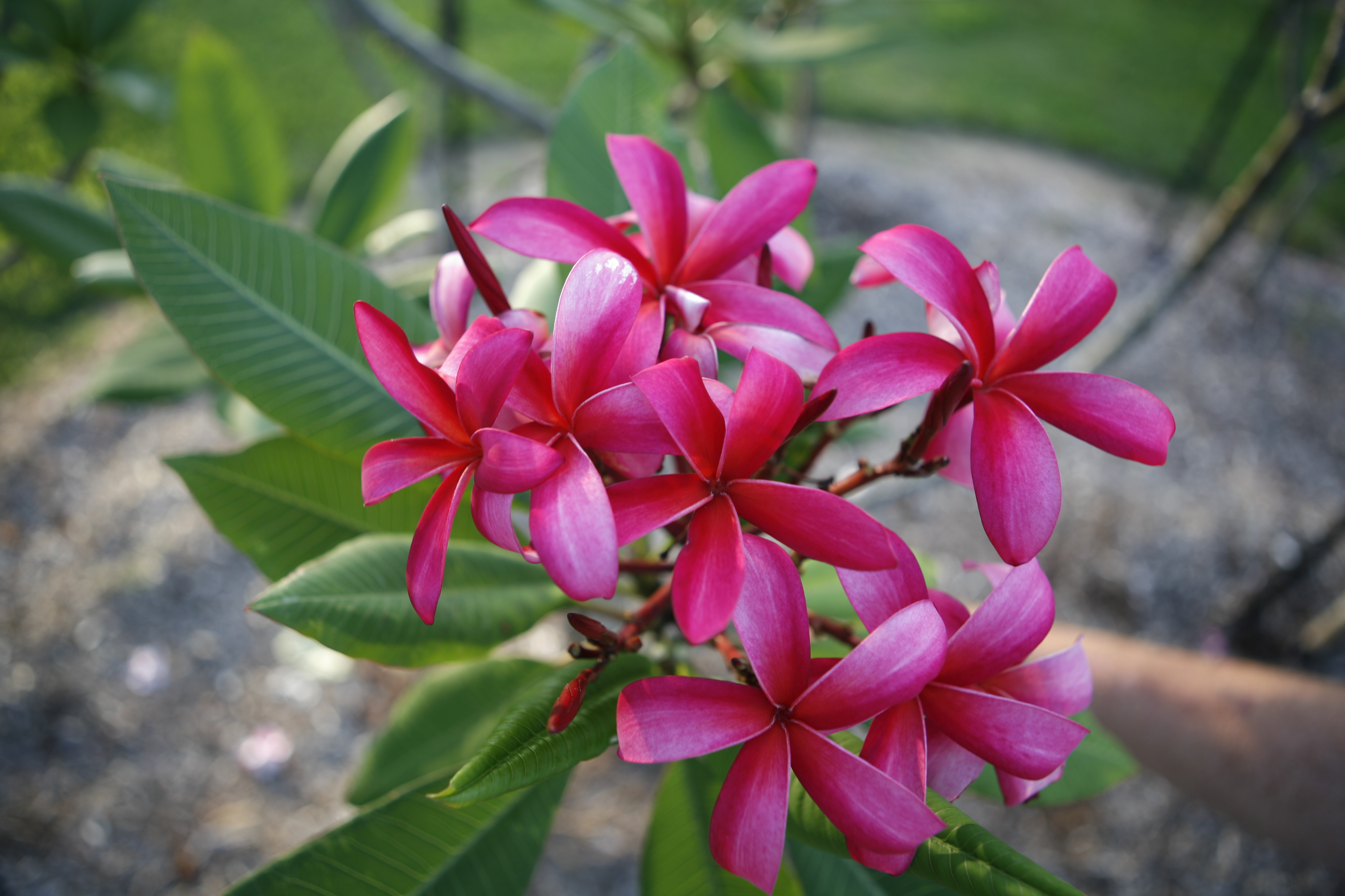 Allura plumeria photo