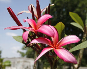 Allura plumeria photo