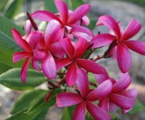 Allura plumeria photo
