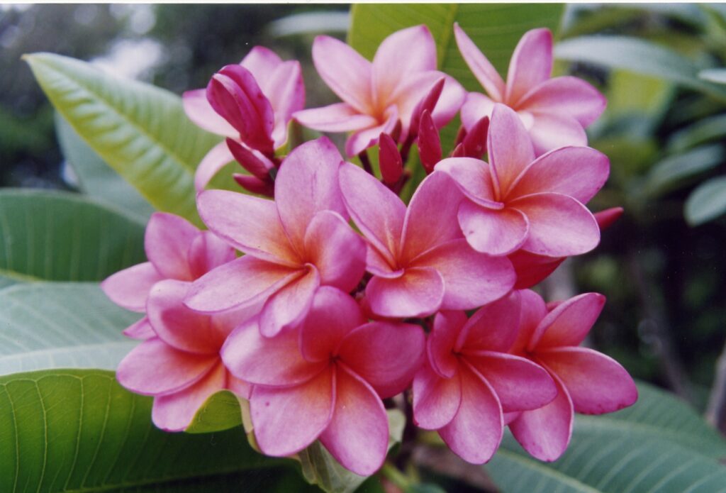 Alma plumeria photo