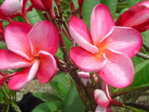 Almaviva plumeria