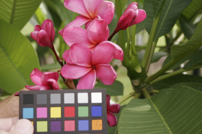 Alma plumeria photo