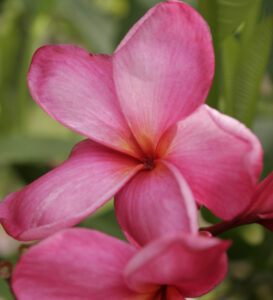 Alma plumeria photo