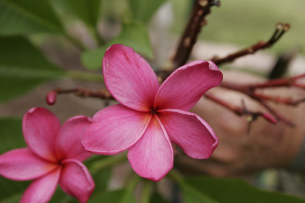 Alma plumeria photo