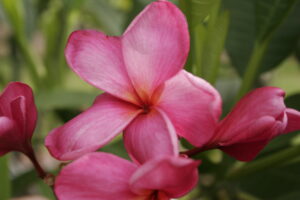 Alma plumeria photo