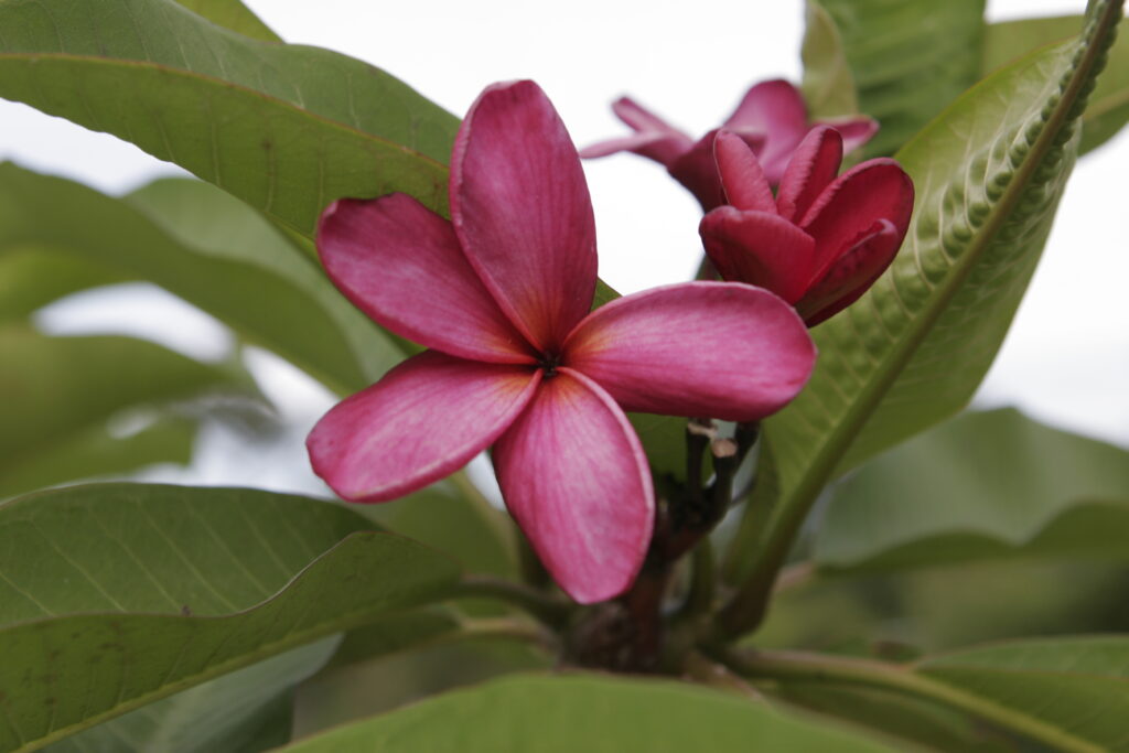 Alma plumeria photo