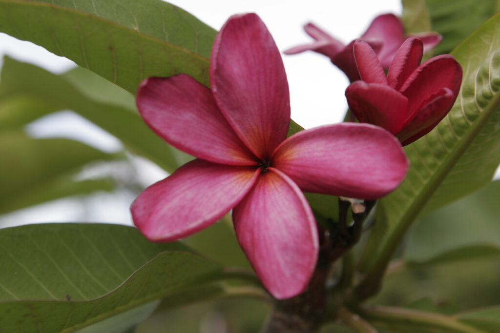 Alma plumeria photo