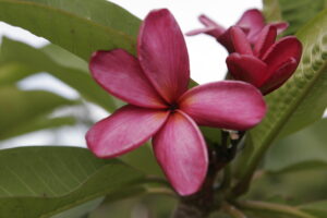 Alma plumeria photo