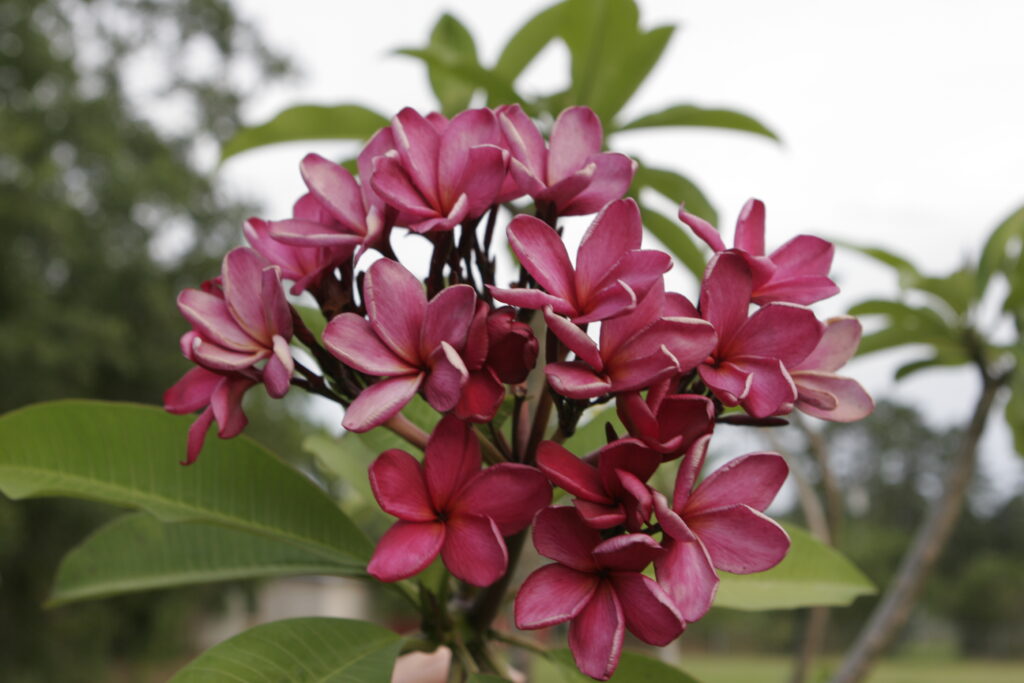 Alma plumeria photo