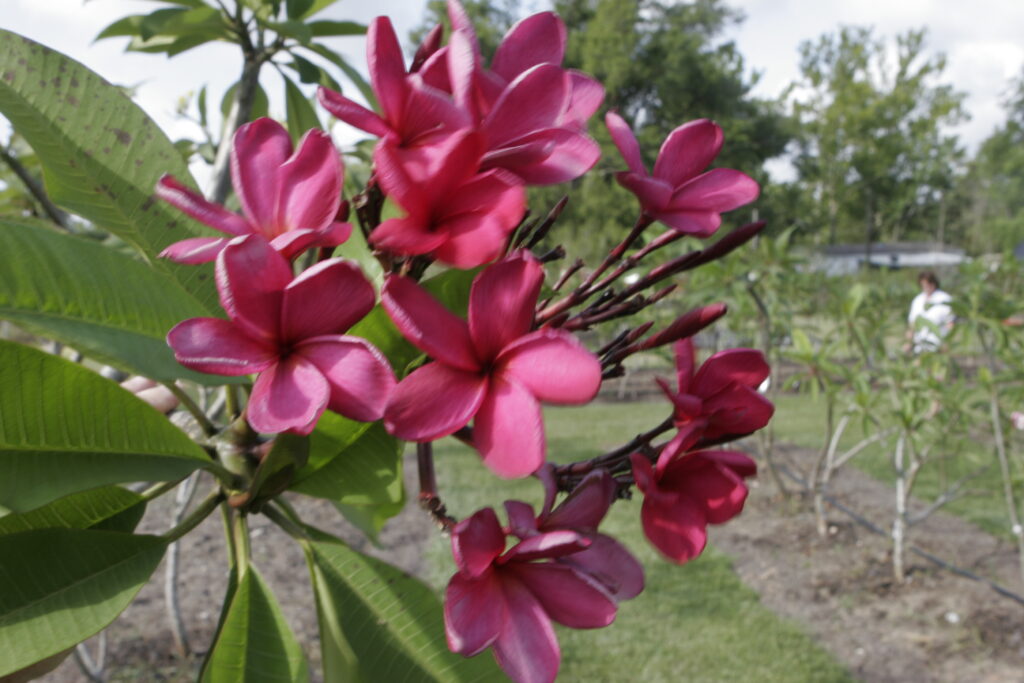 Alma plumeria photo