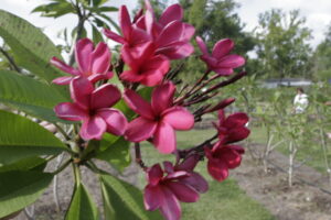 Alma plumeria photo