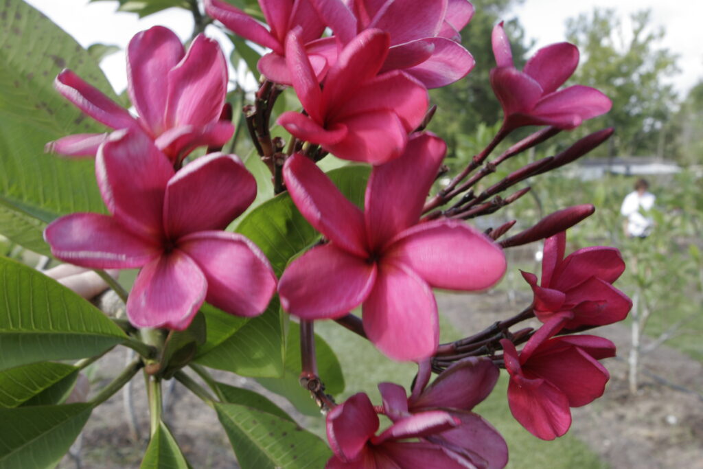 Alma plumeria photo