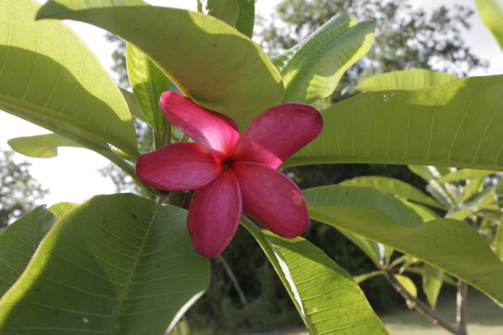 Alma plumeria photo