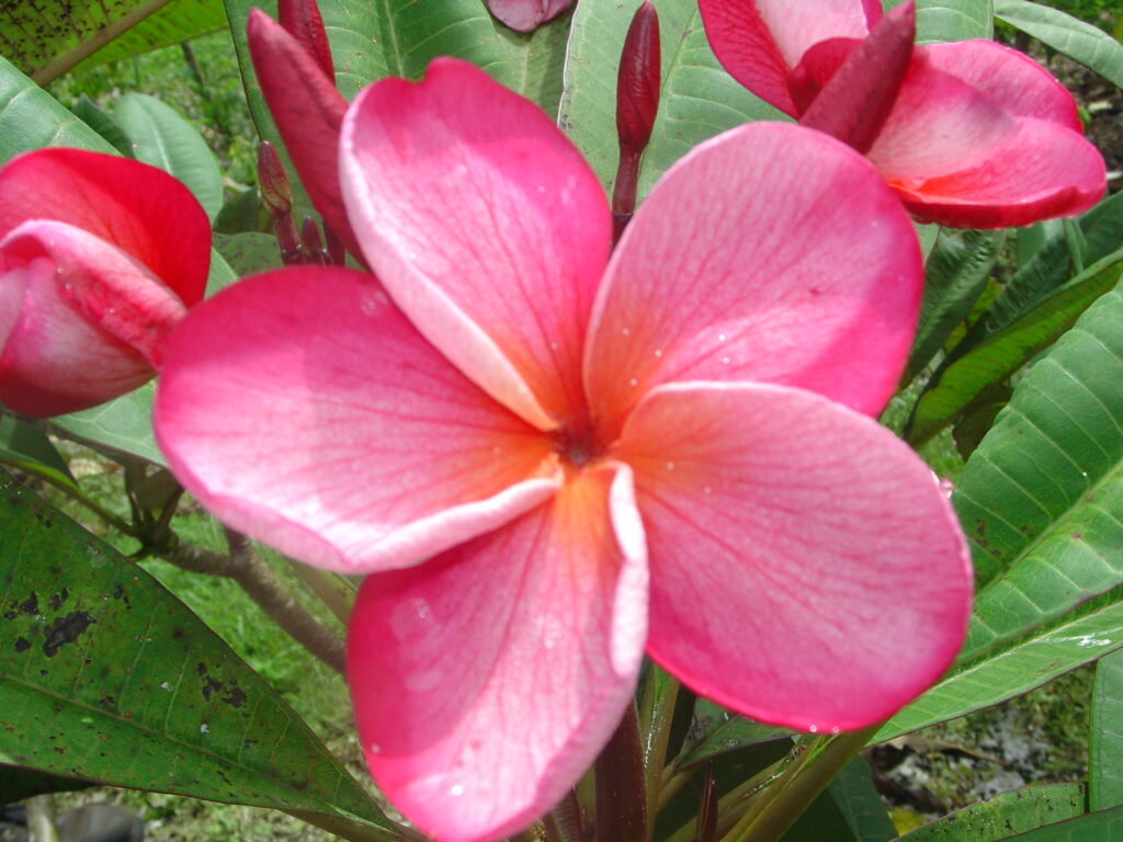 Almaviva plumeria photo