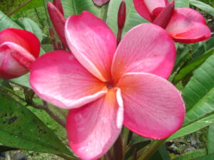 Almaviva plumeria photo