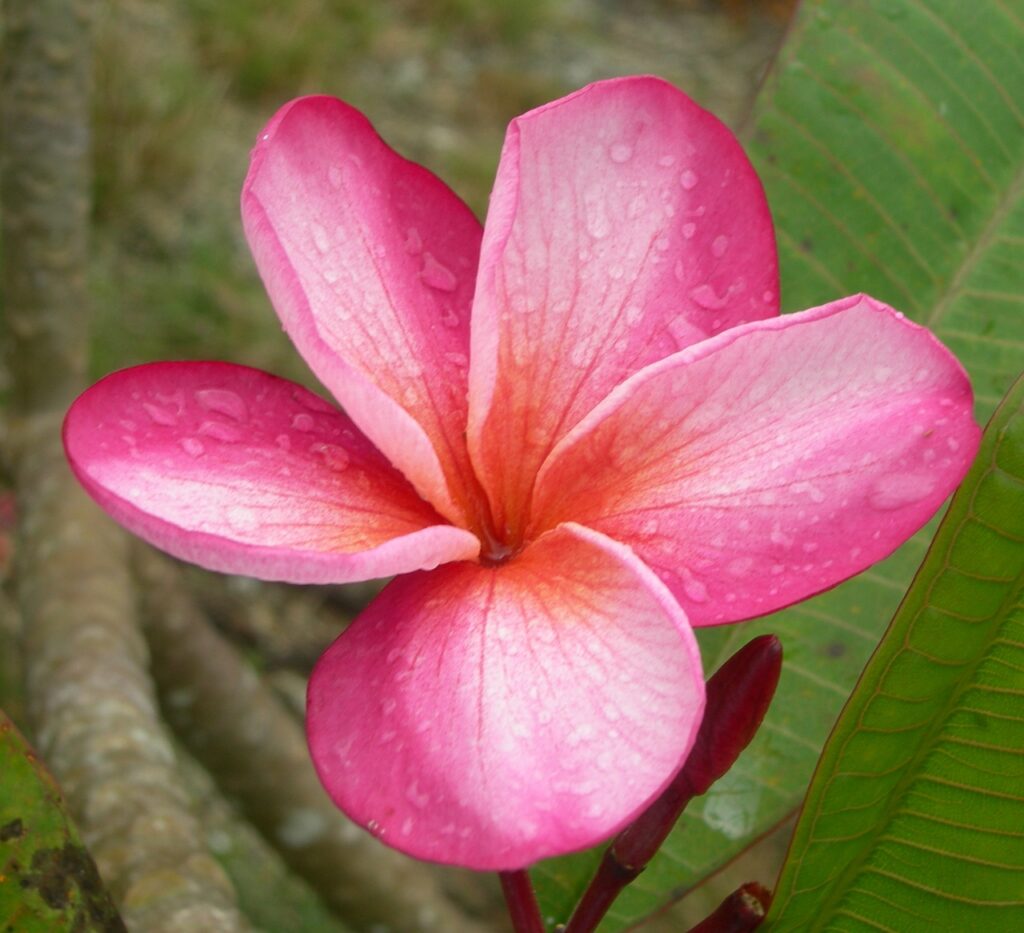 Almaviva plumeria photo