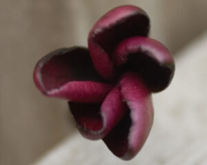 Almost Black plumeria photo