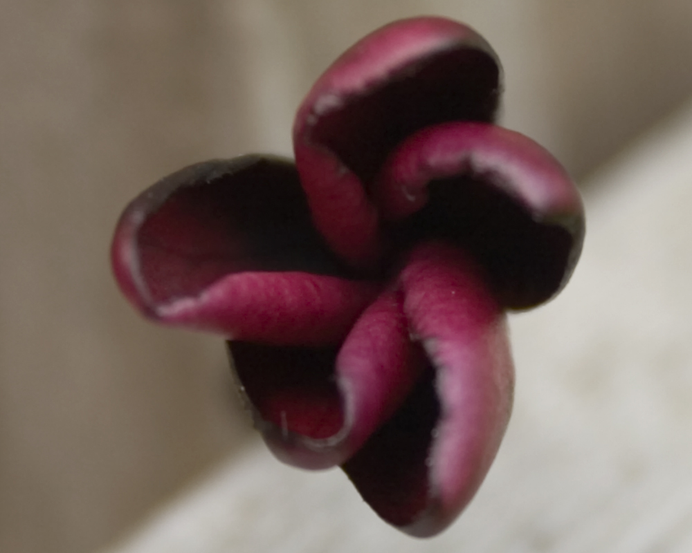 Almost Black plumeria photo