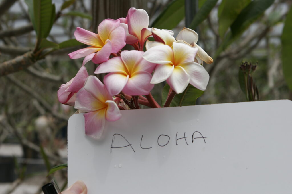 Aloha plumeria photo