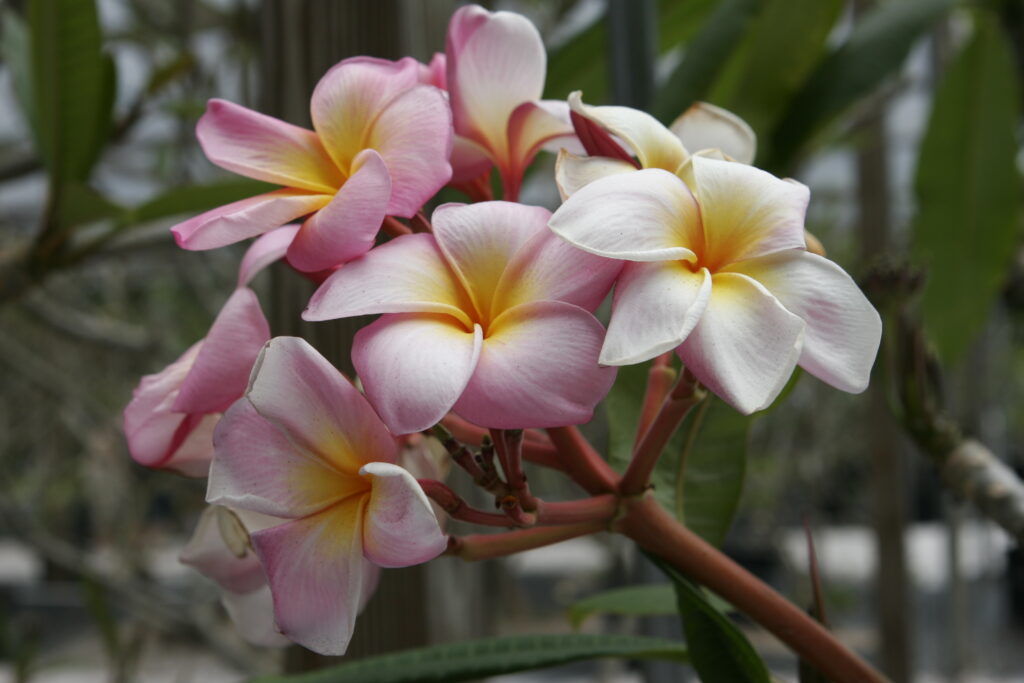 Aloha plumeria photo