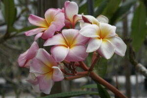 Aloha thumbnail
