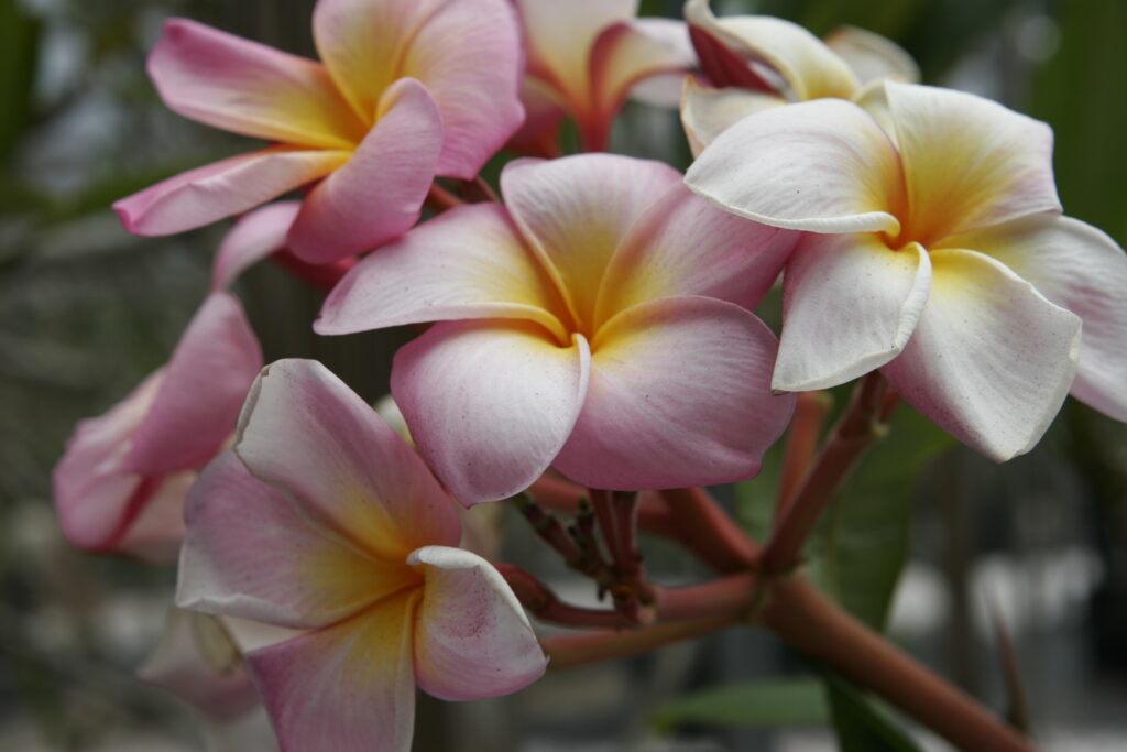 Aloha plumeria photo