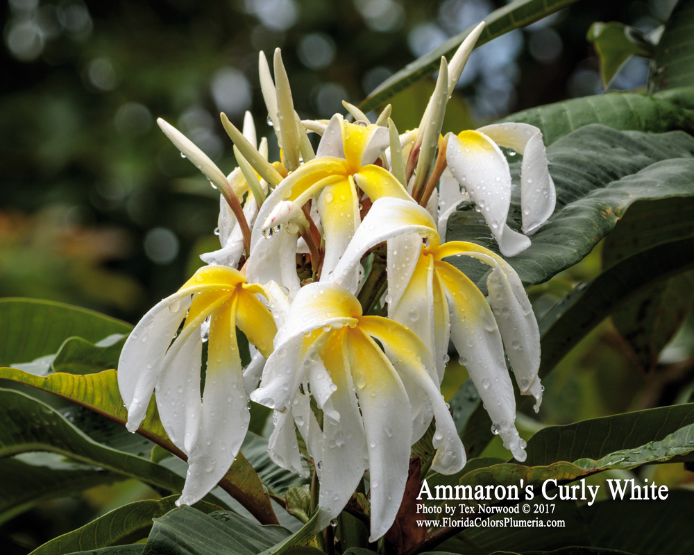 Ammaron’s Curly White plumeria photo