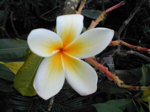 Amy plumeria photo
