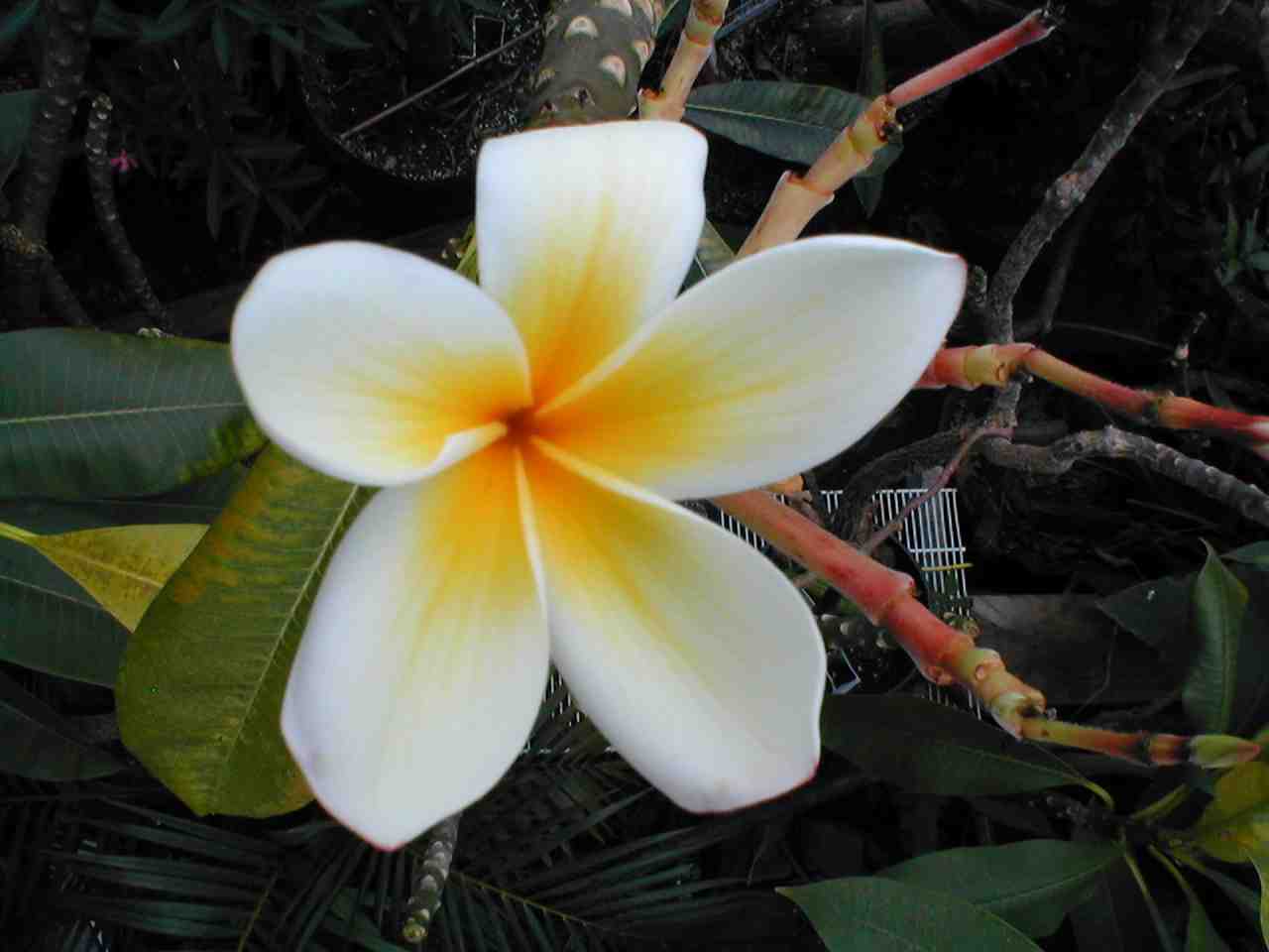 Amy plumeria photo