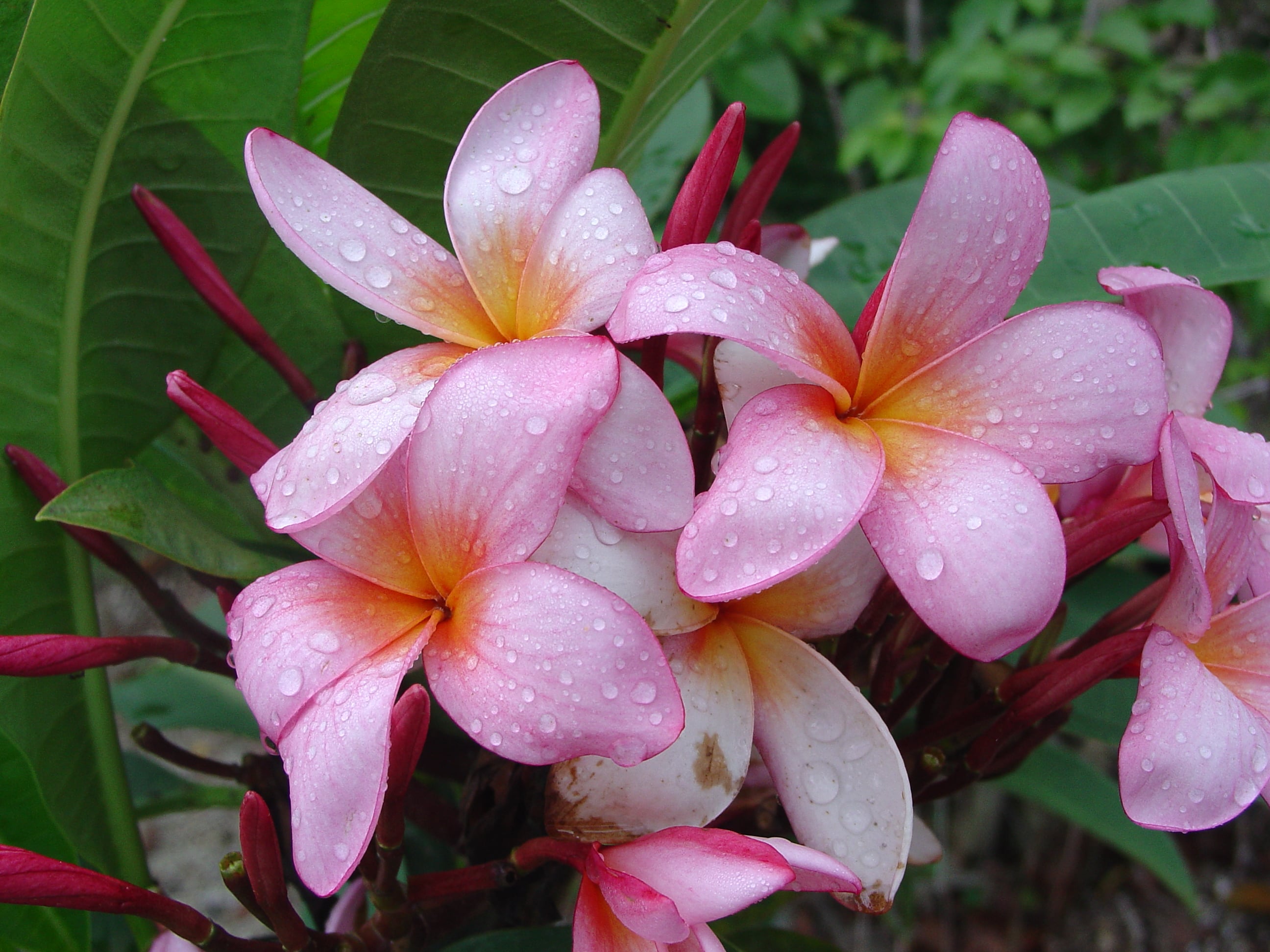 Ana Rosa plumeria photo