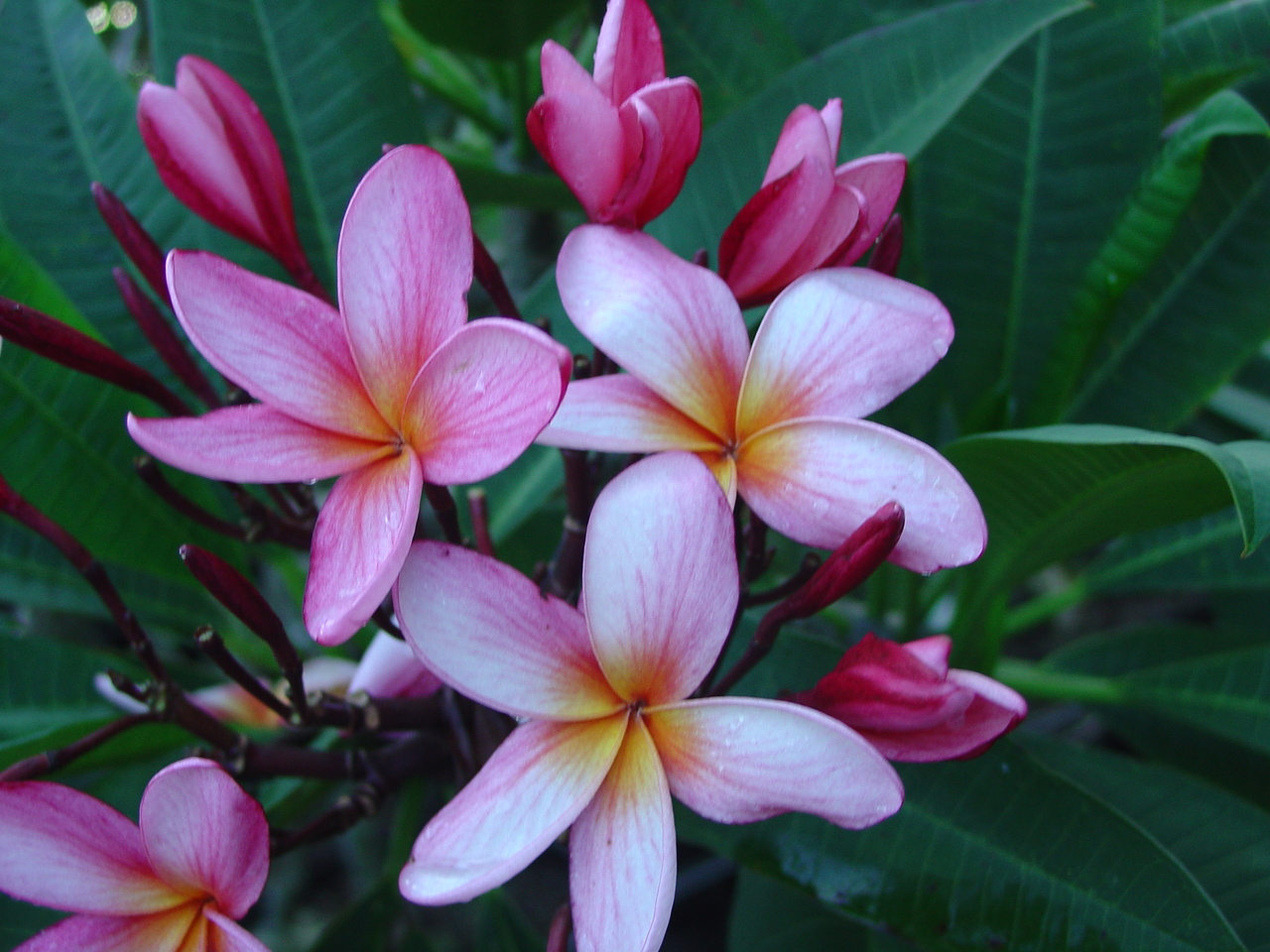 Ana Rosa plumeria photo