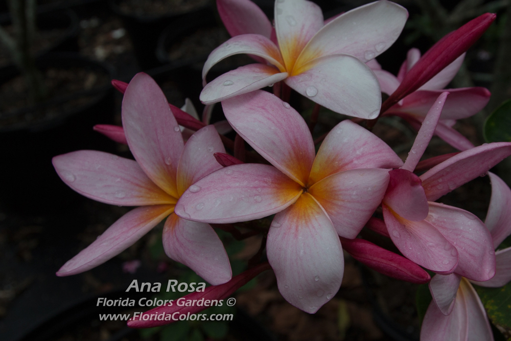 Ana Rosa plumeria photo