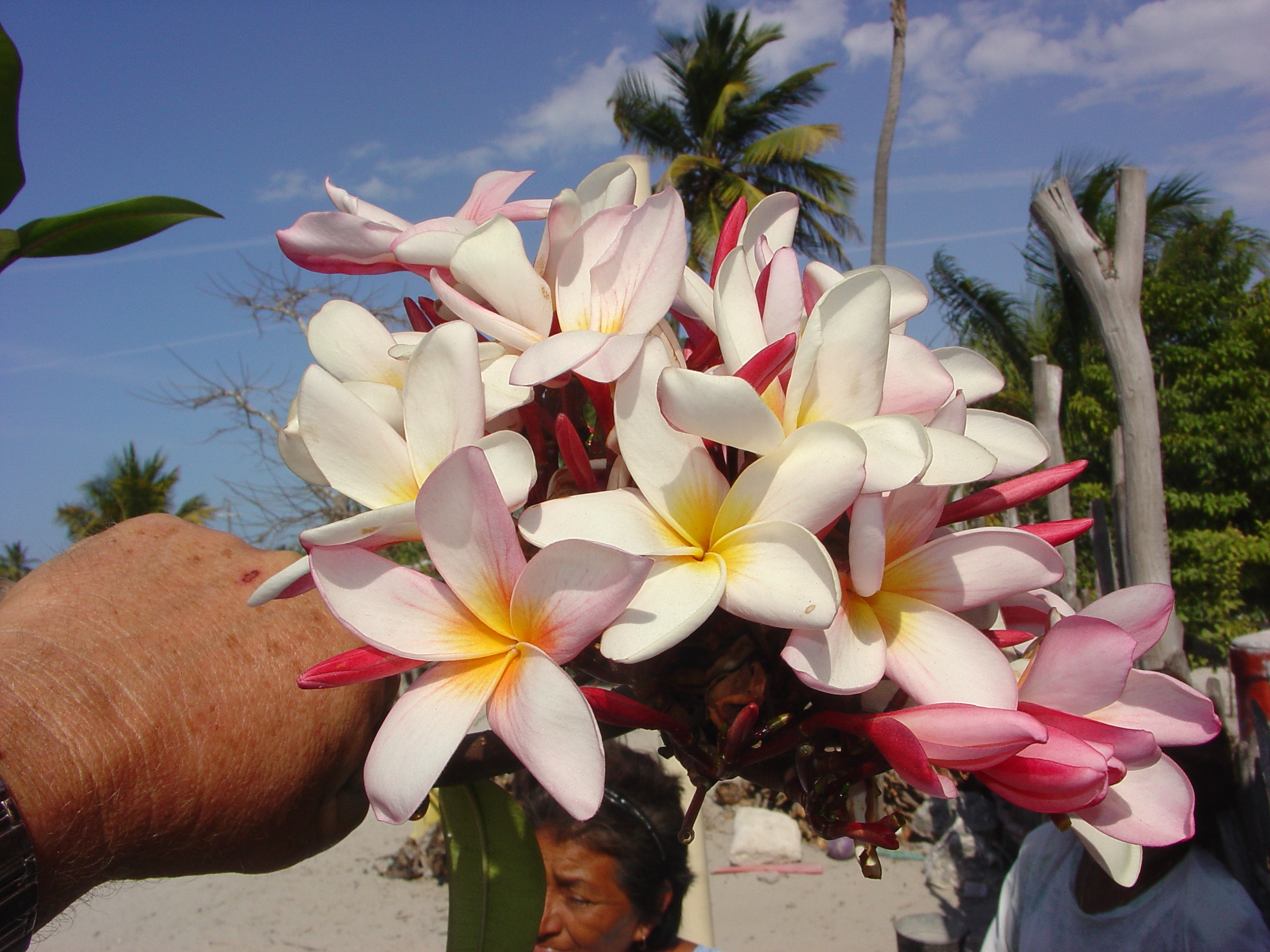 Ana Rosa plumeria photo