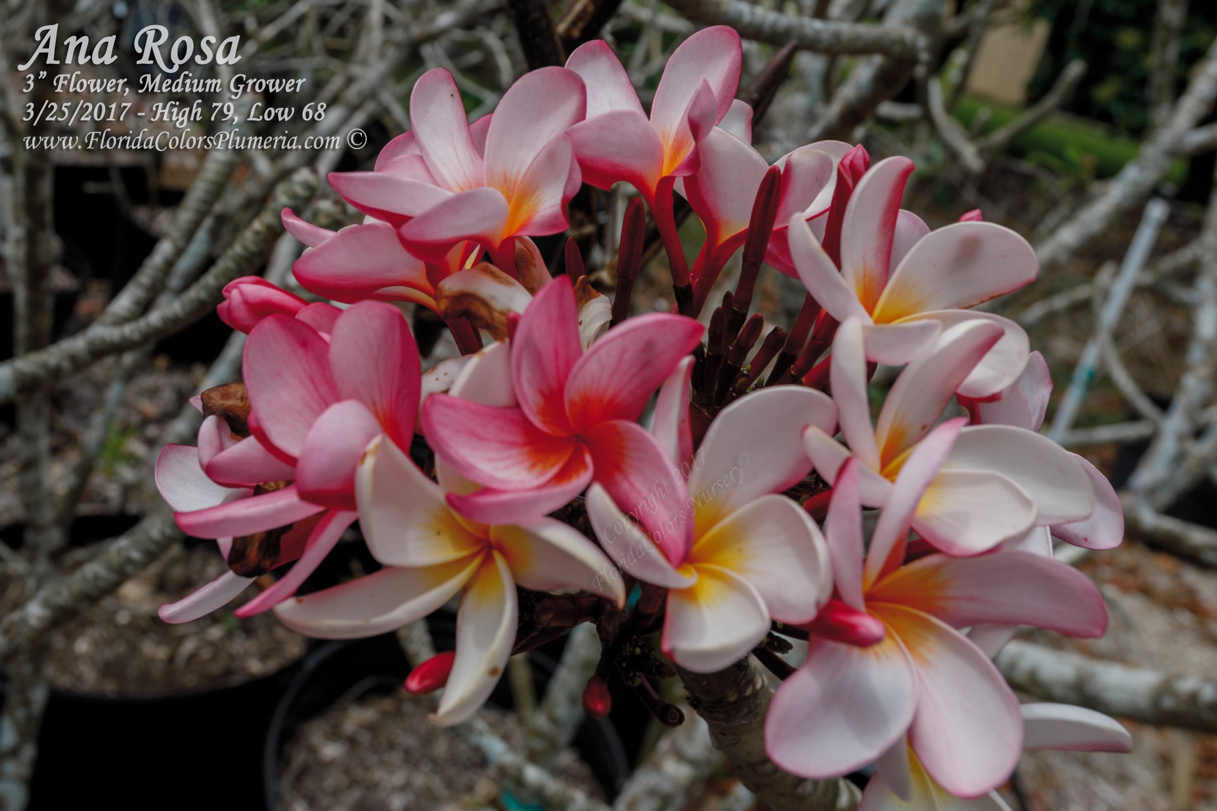 Ana Rosa plumeria photo