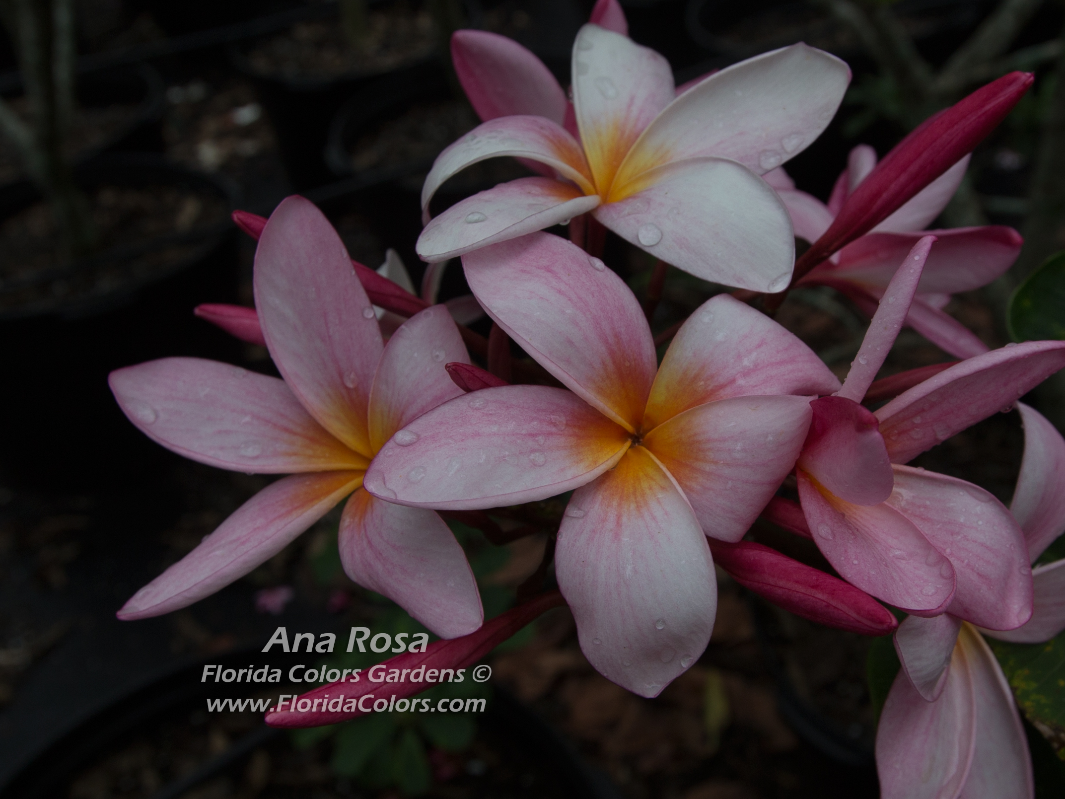 Ana Rosa plumeria photo