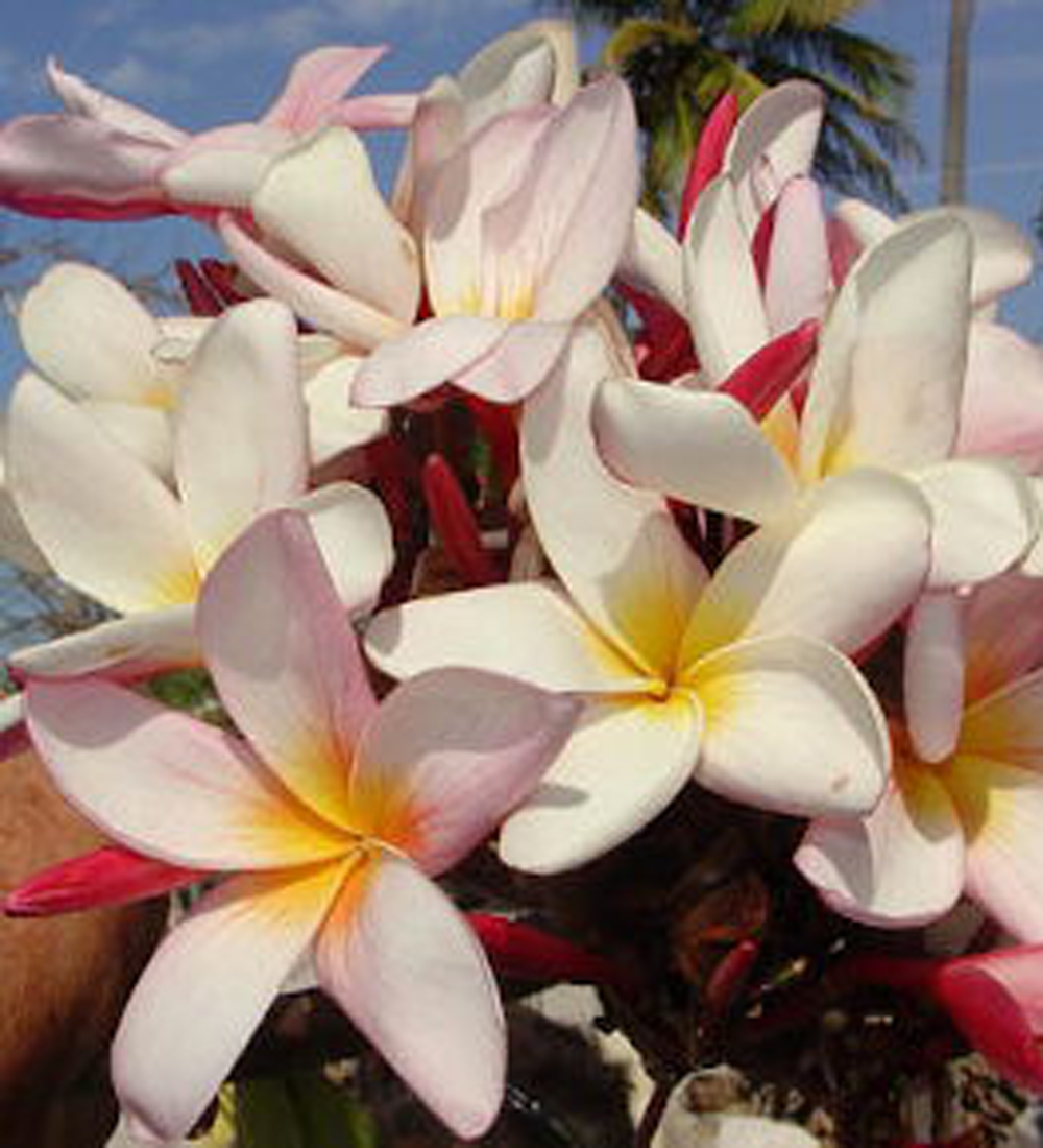 Ana Rosa plumeria photo