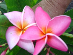 Andrea Jean plumeria photo