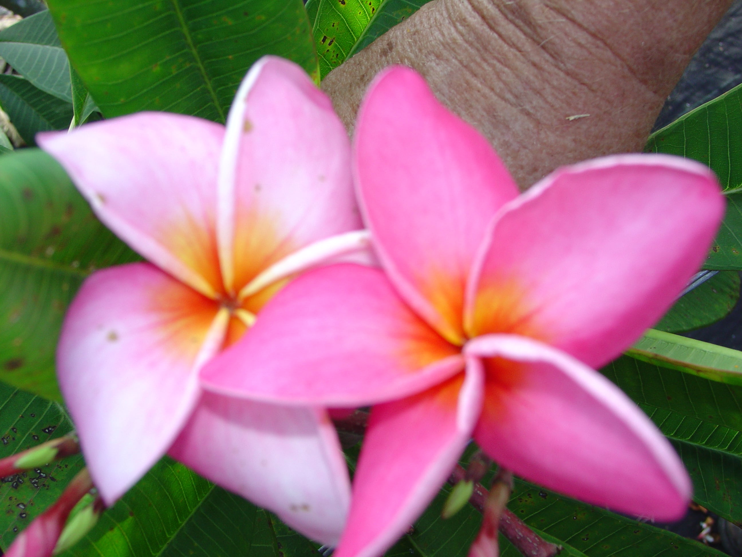 Andrea Jean plumeria photo