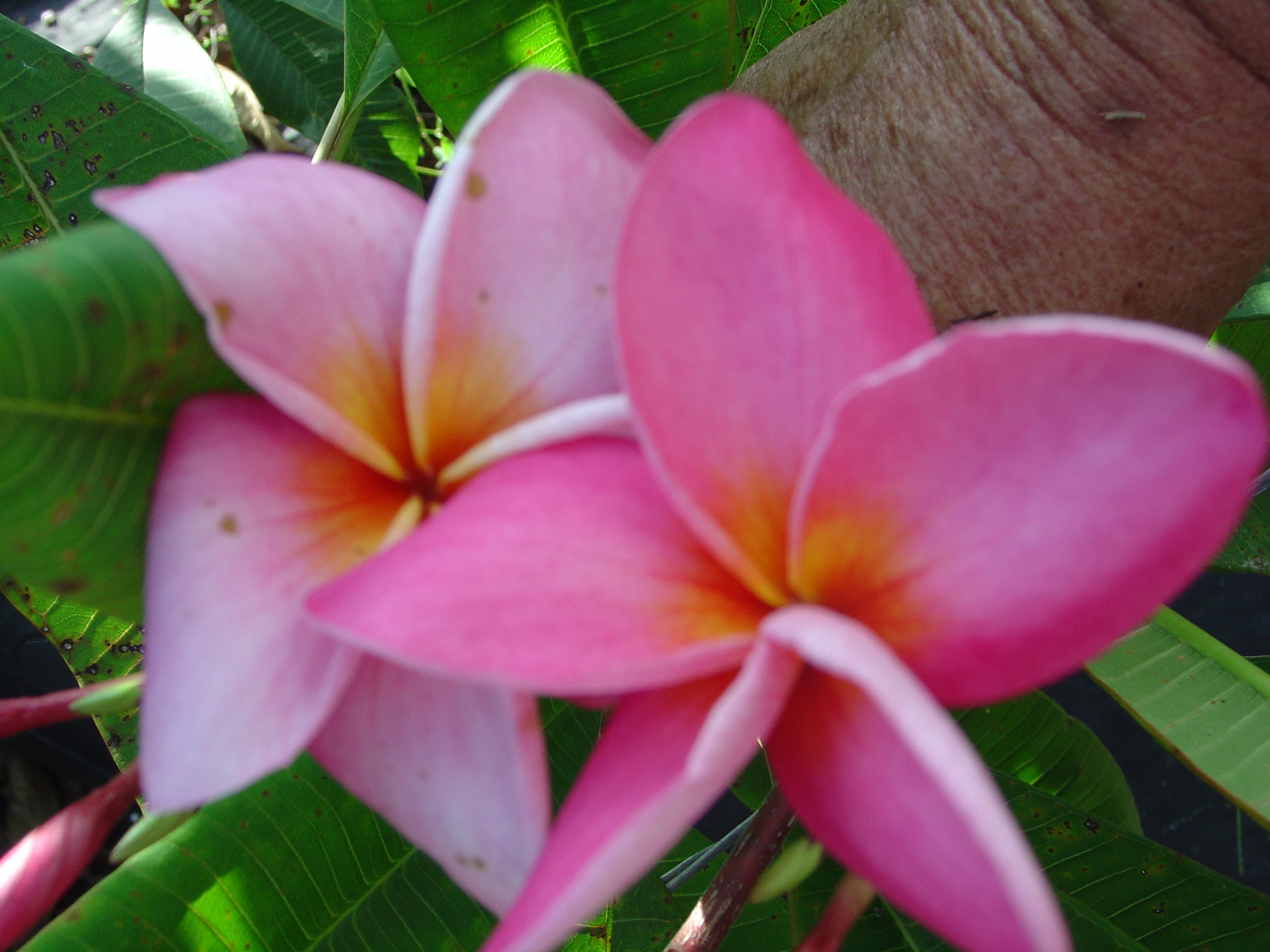 Andrea Jean plumeria photo