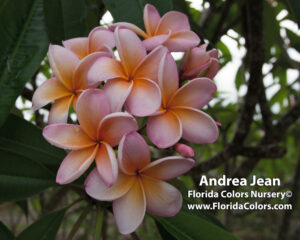 Andrea Jean plumeria photo