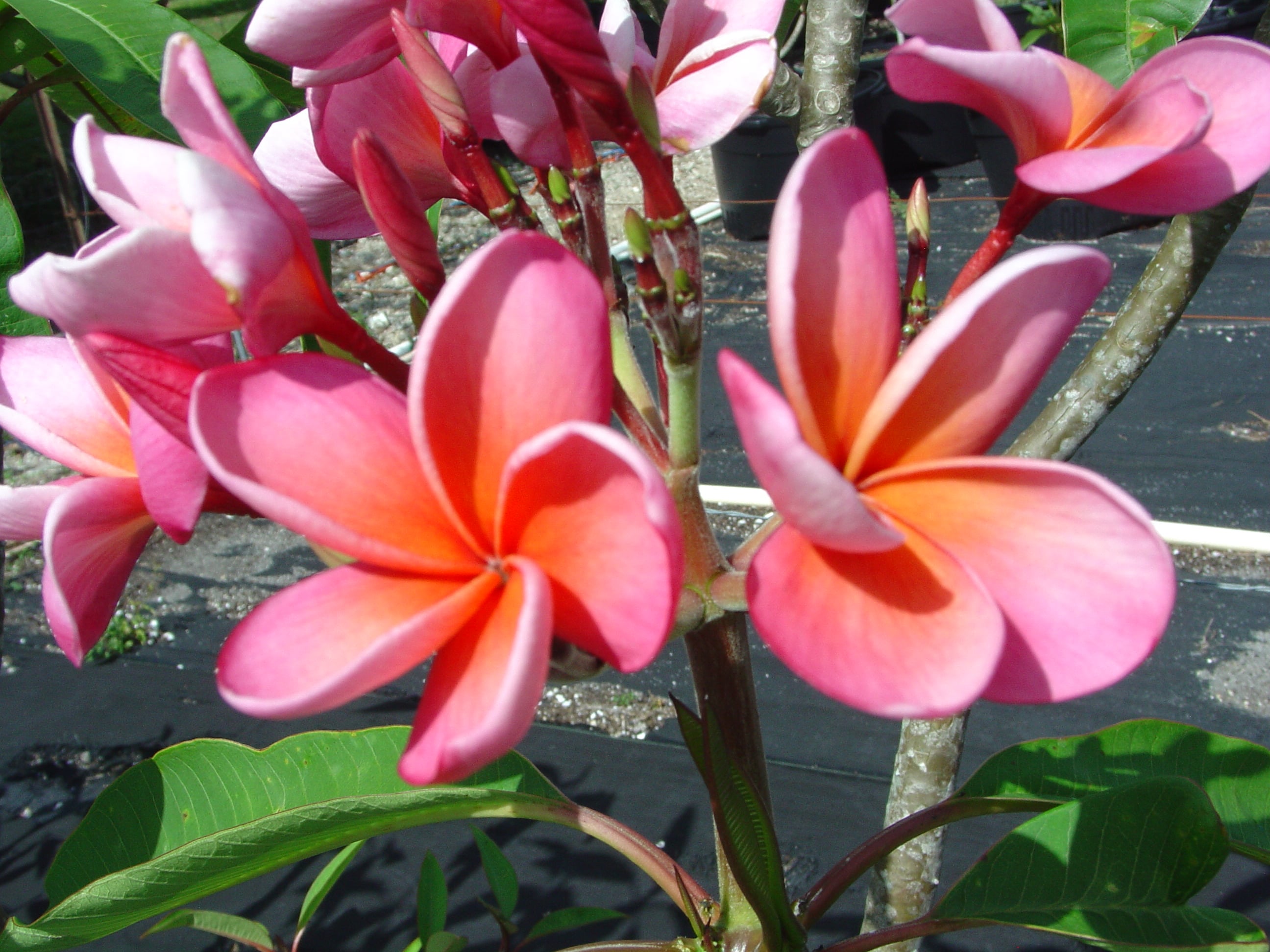 Andrea Jean plumeria photo