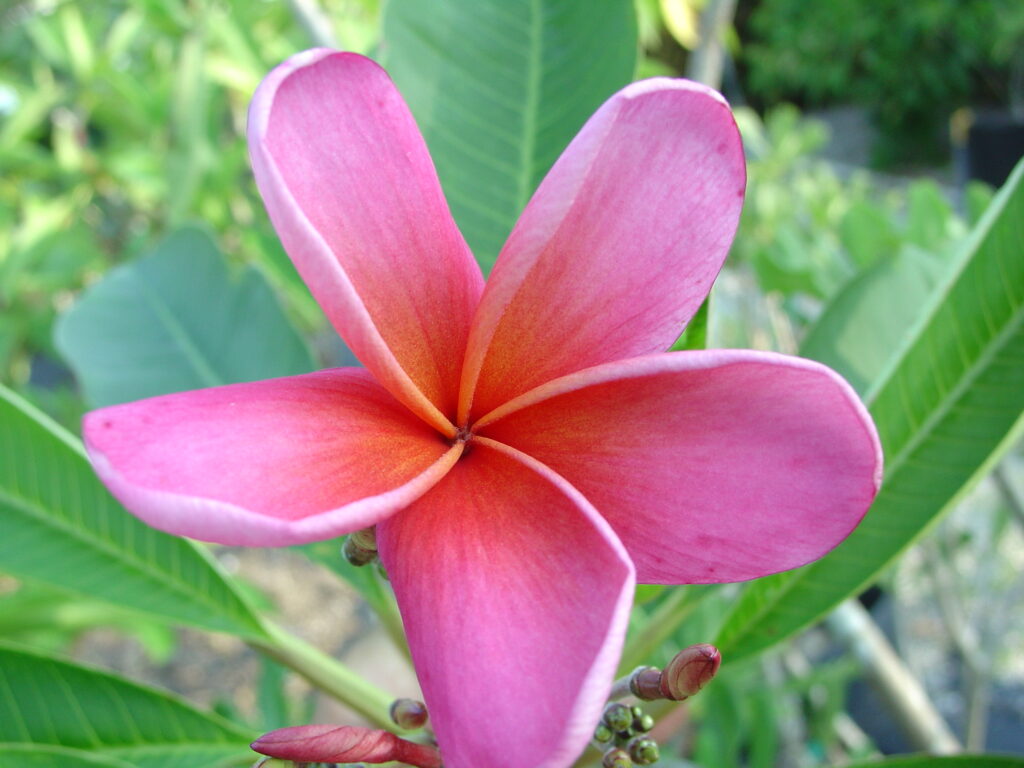 Andrea Jean plumeria photo