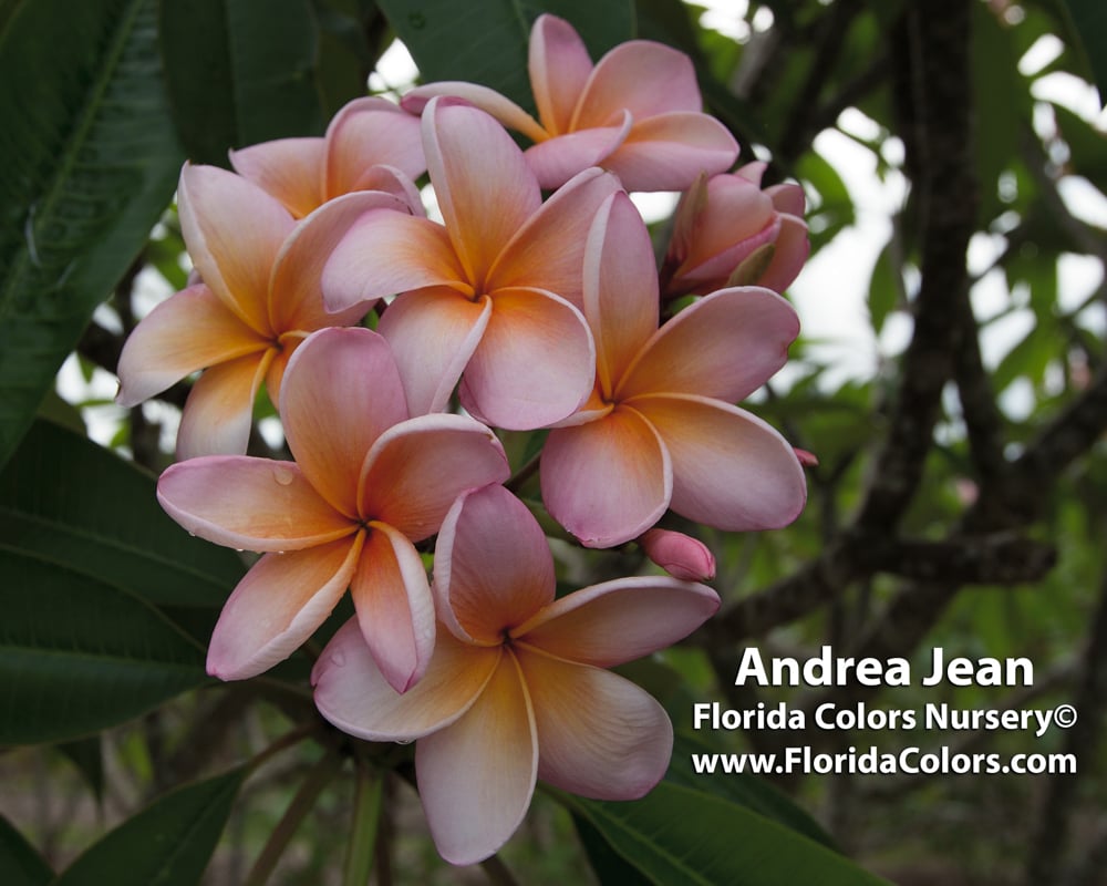 Andrea Jean plumeria photo
