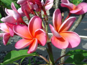 Andrea Jean plumeria photo