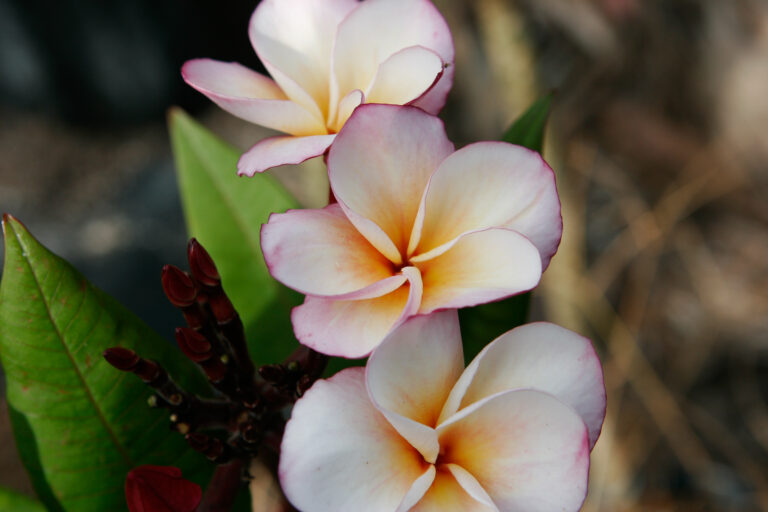 Angel Crown plumeria photo